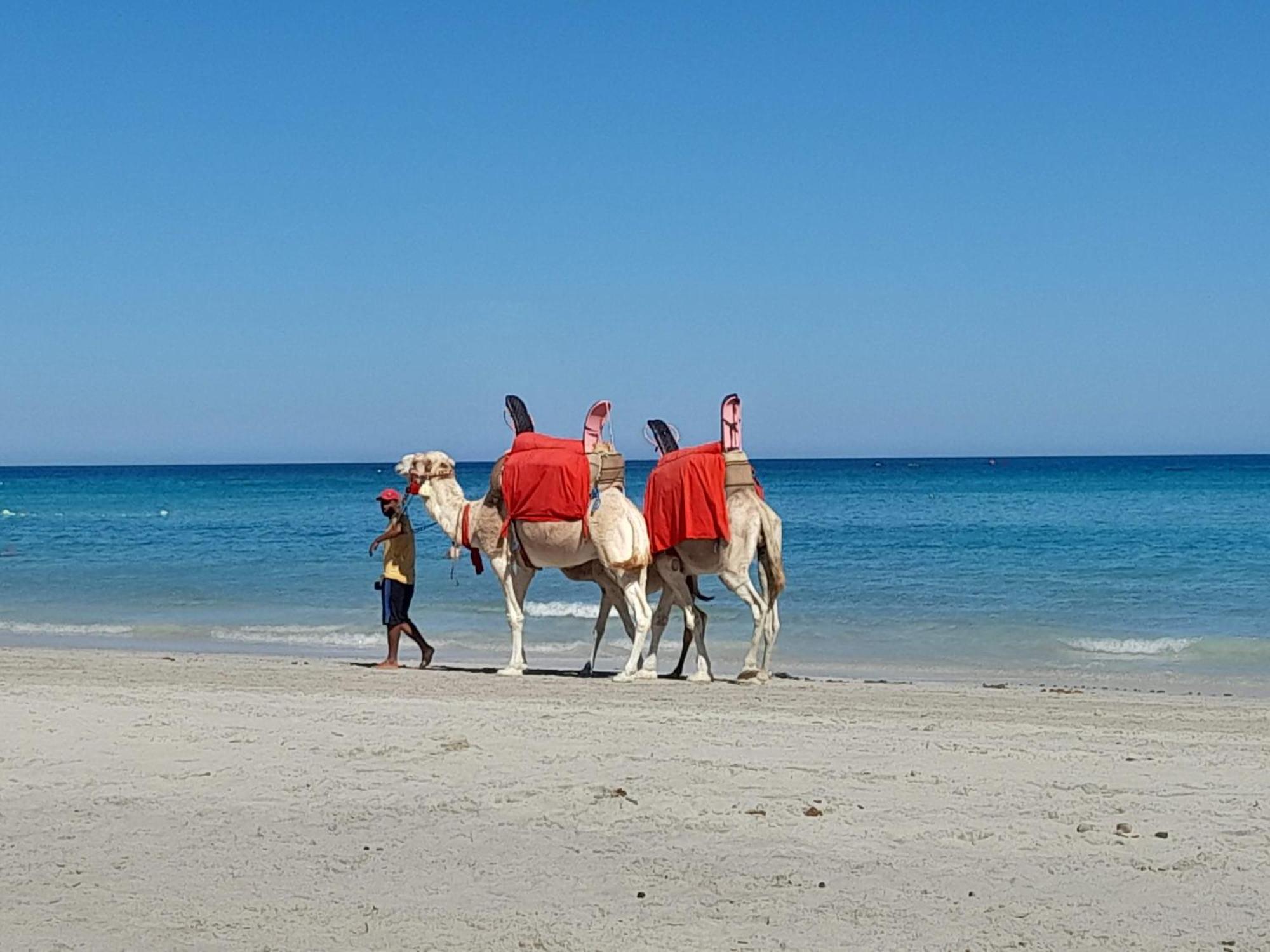 Dar El Kahina Djerba Ξενοδοχείο Mezraia Εξωτερικό φωτογραφία